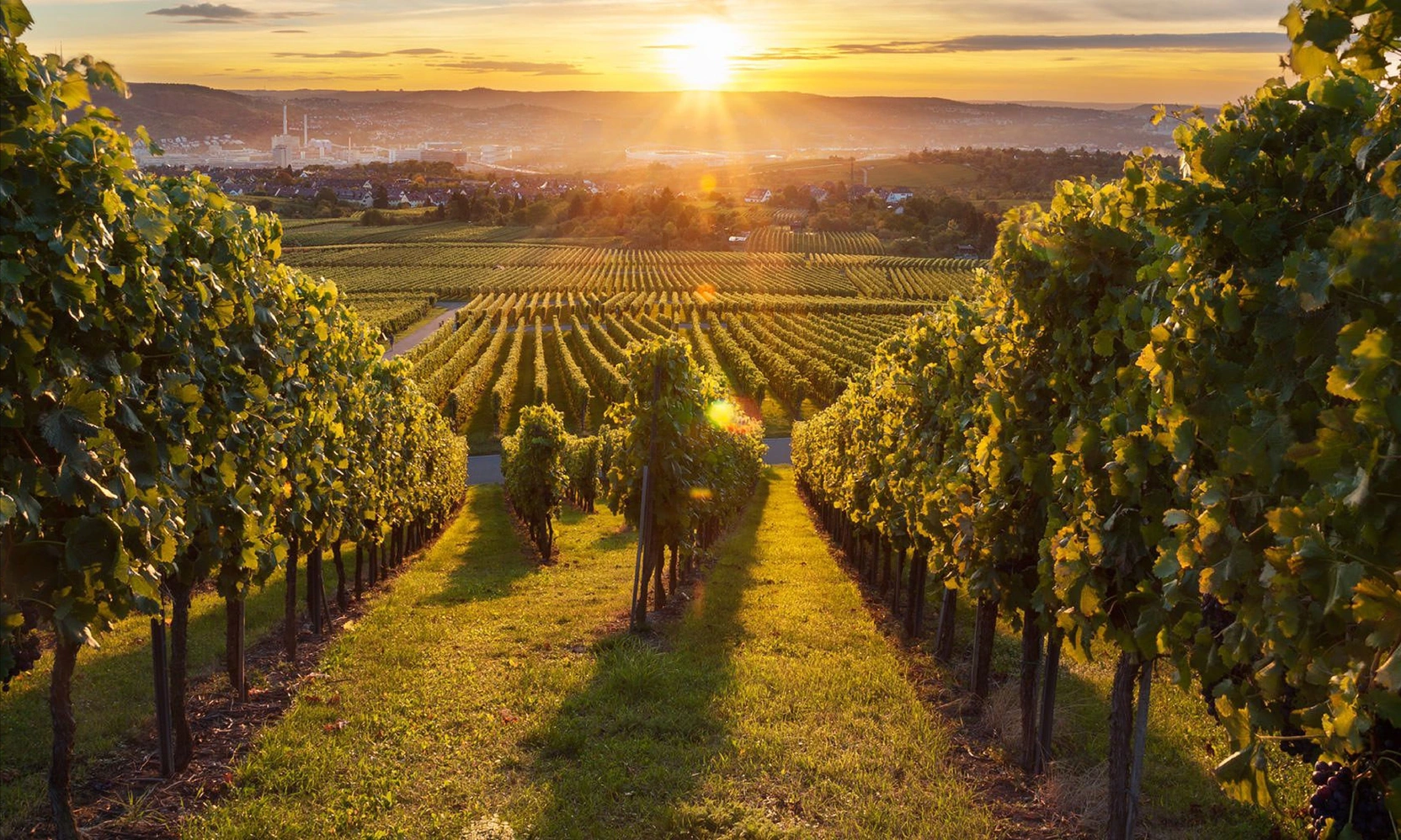 Из Португалии с любовью: винье верде и его крымская интерпретация